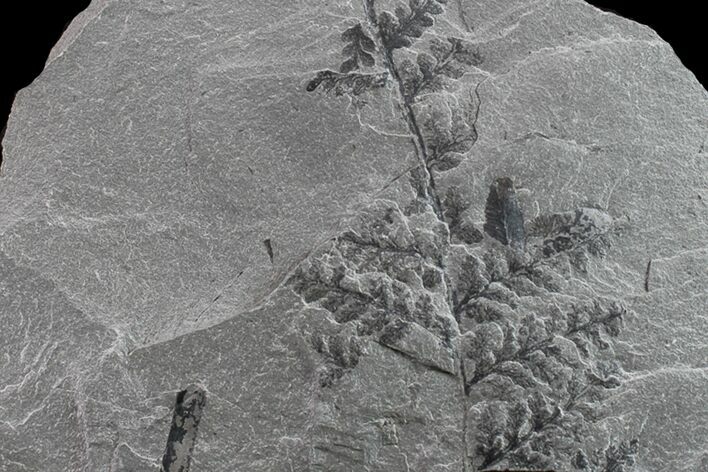 Pennsylvanian Fossil Fern (Sphenopteris) Plate - Kentucky #154691
